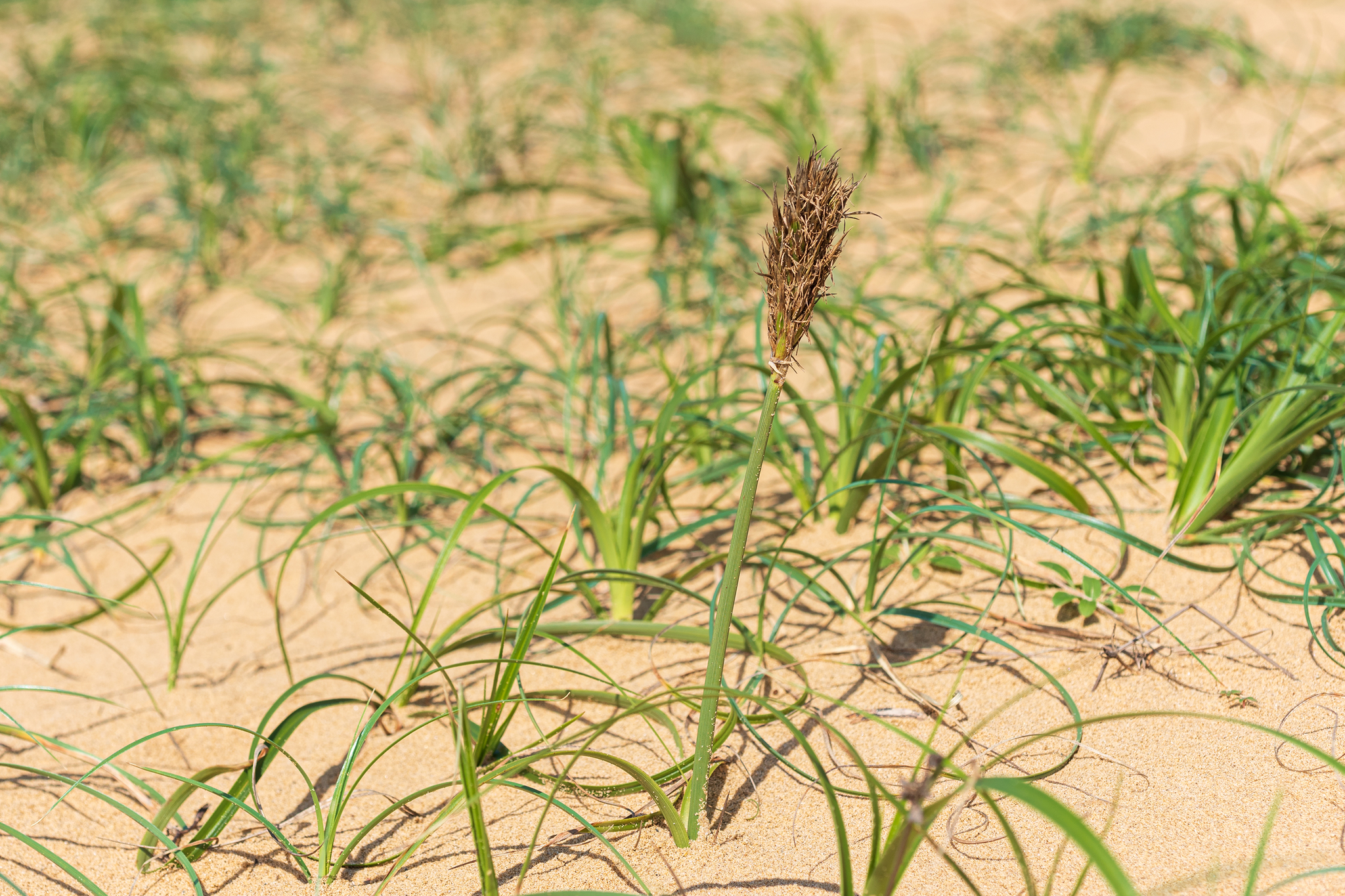 Carex kobomugi
