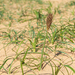 Japanese Sedge - Photo (c) 國立臺灣博物館, some rights reserved (CC BY), uploaded by 國立臺灣博物館