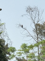Parabuteo unicinctus