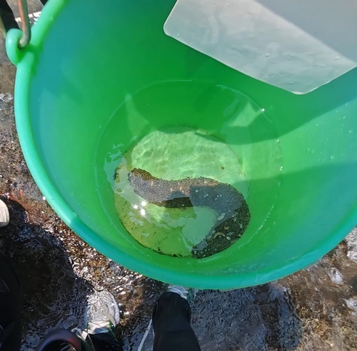 Sandy Sea Cucumber (Holothuria inornata)