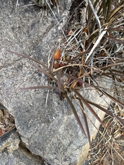 Encyclia adenocarpa