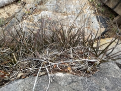 Encyclia adenocarpa
