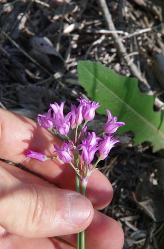 Plains onion (Allium perdulce)