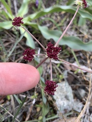 Lomatium hooveri
