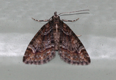 Microdes diplodonta