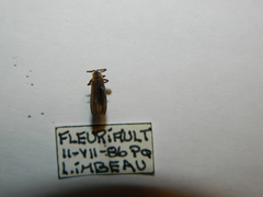 Leptoceletes basalis