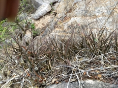 Encyclia adenocarpa