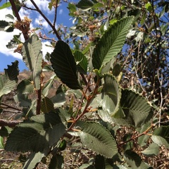 Cercocarpus macrophyllus
