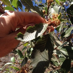 Cercocarpus macrophyllus