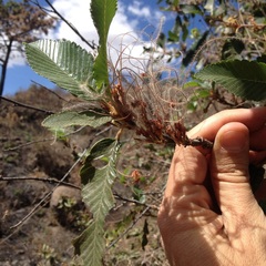 Cercocarpus macrophyllus