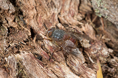 Calliphora nigrithorax