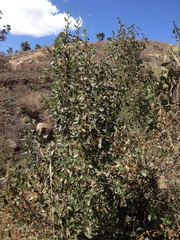 Cercocarpus macrophyllus