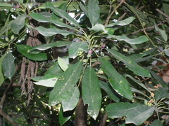 Daphniphyllum