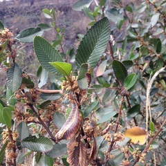 Cercocarpus macrophyllus
