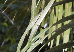 Morpho helenor narcissus