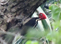 Campephilus guatemalensis