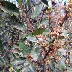 Cercocarpus macrophyllus