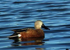 Red Shoveler photo 4