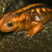 Yunnan Newt - Photo (c) Brian Gratwicke, some rights reserved (CC BY-NC)