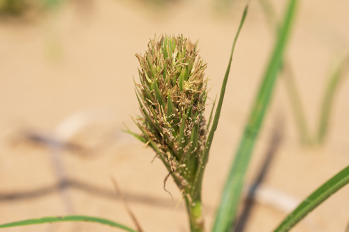 Japanese sedge (Carex kobomugi)