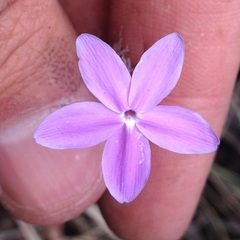 Pseuderanthemum praecox