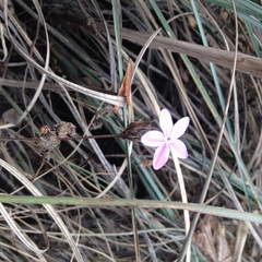 Pseuderanthemum praecox