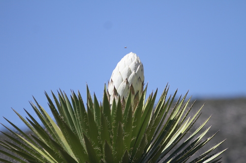 天門冬科龍舌蘭亞科 絲蘭屬  Yucca carnerosa