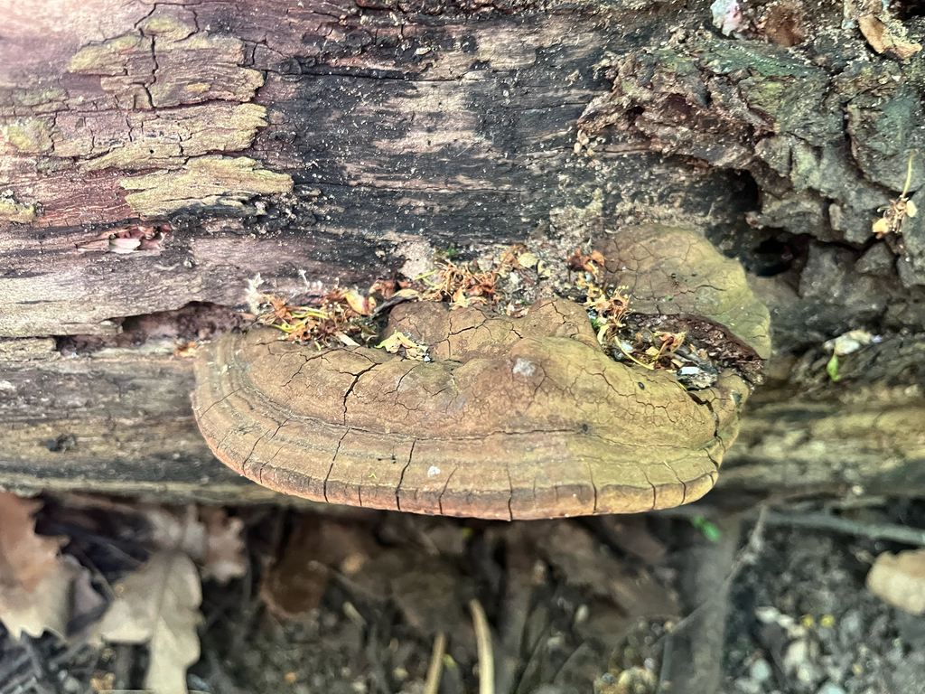 Ganoderma applanatum · April 2026 · photo: © mu_schel (iNaturalist, cc-by)
