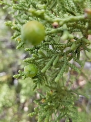 Juniperus californica