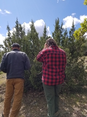 Juniperus californica