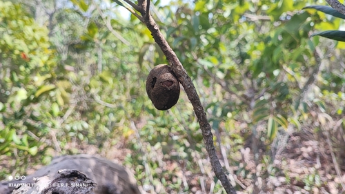 Pouteria torta, photograph 2