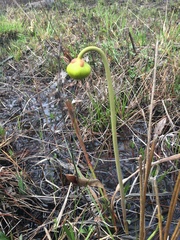 Sarracenia