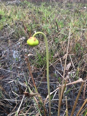 Sarracenia