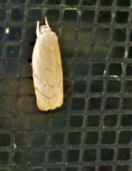 Antaeotricha haesitans