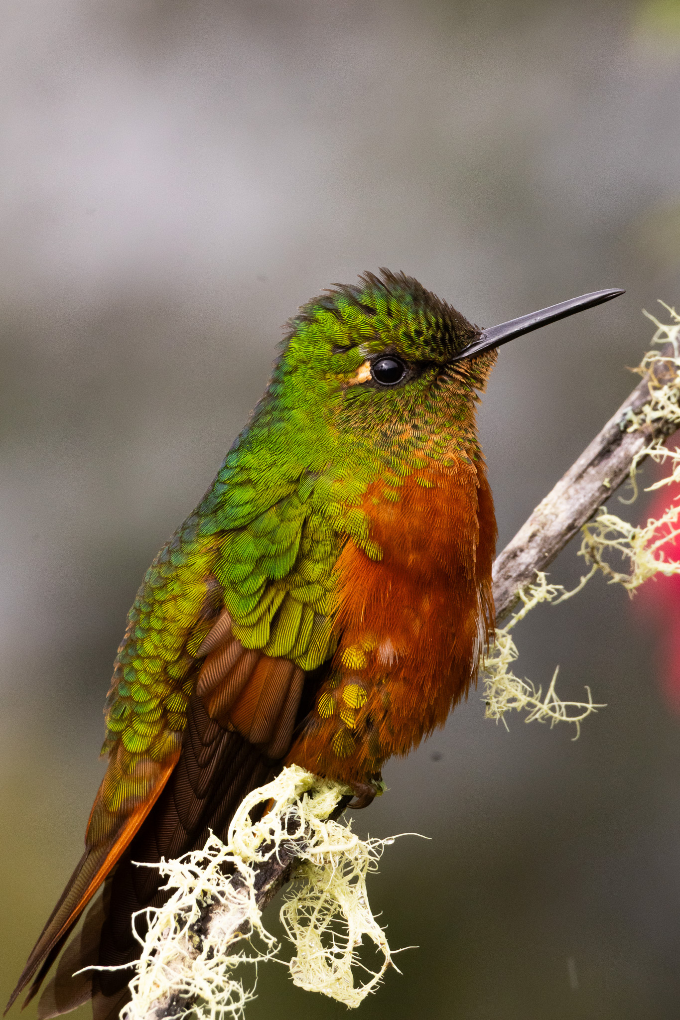 Chestnut-breasted Coronet (Boissonneaua matthewsii), photo 10