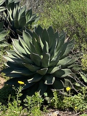 Agave shawii shawii