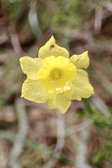 Narcissus rupicola