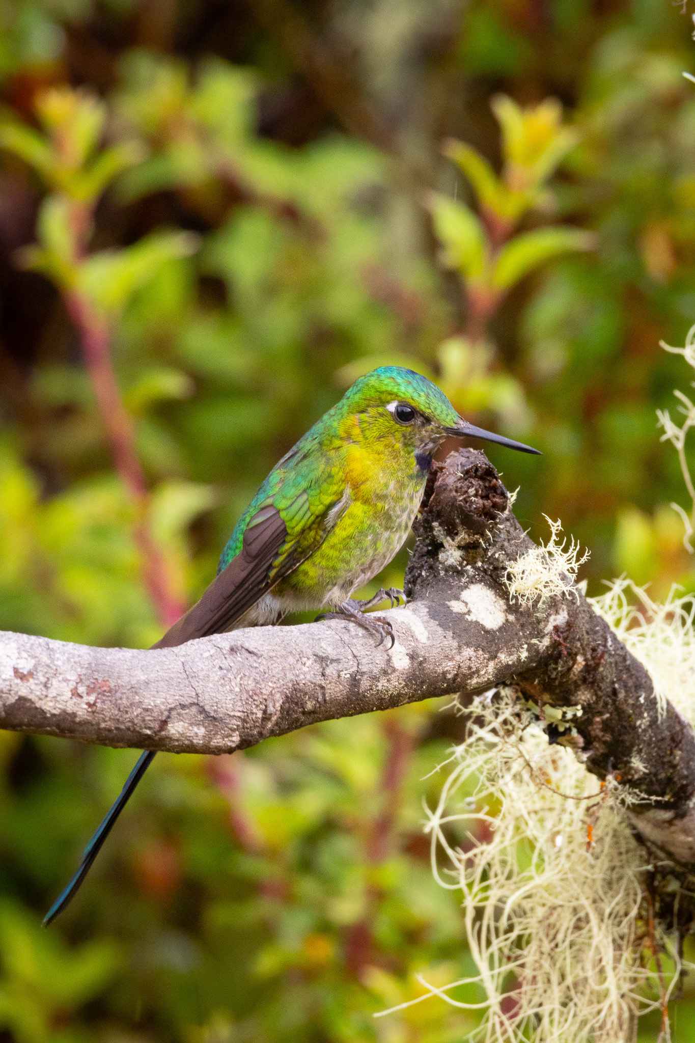 Long-tailed Sylph (Aglaiocercus kingii), photo 9