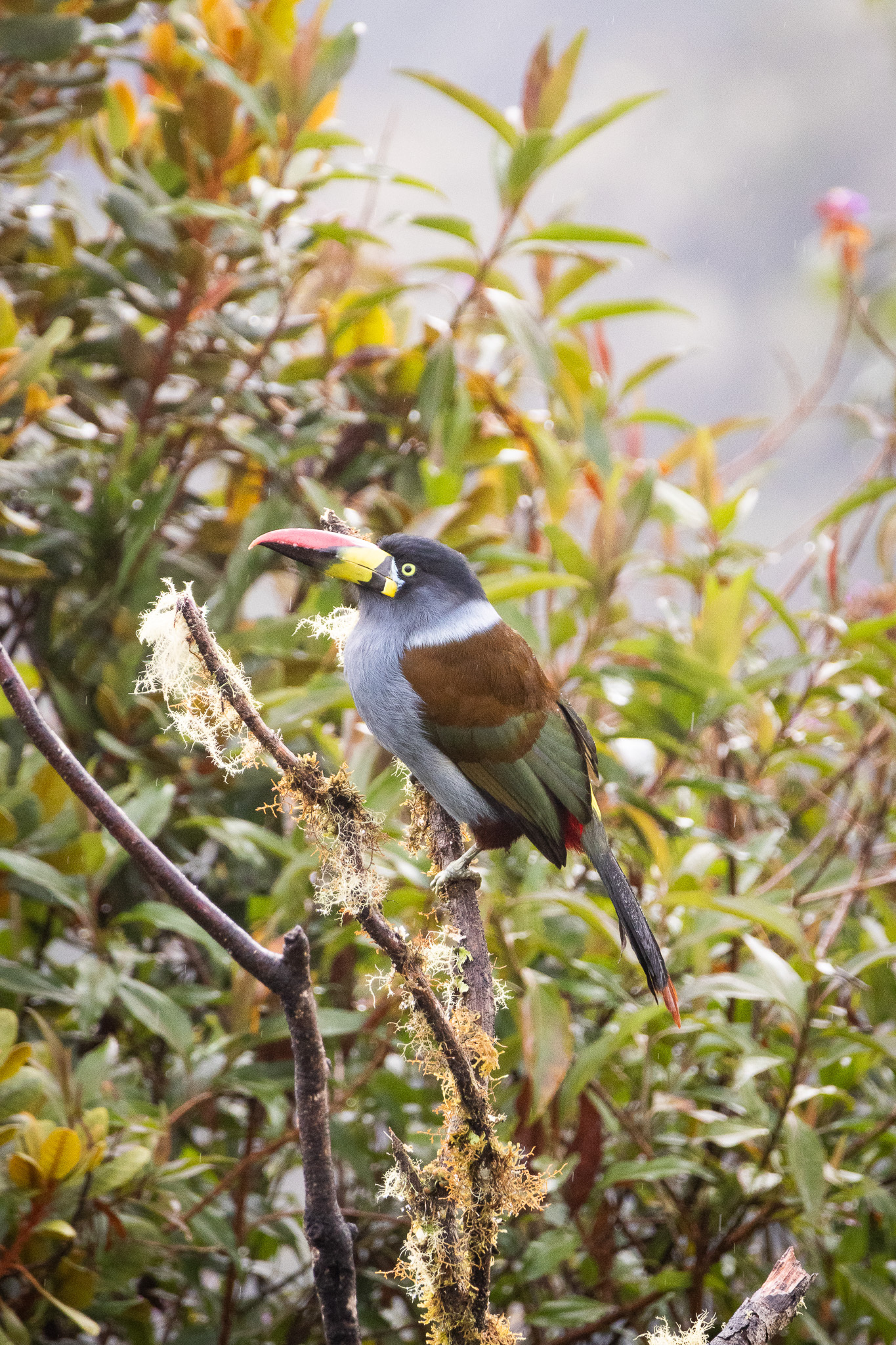 Grey-breasted Mountain Toucan (Andigena hypoglauca), photo 3