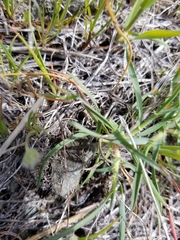 Aegilops triuncialis