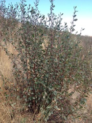 Cercocarpus macrophyllus