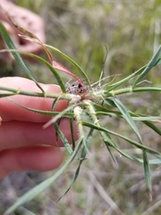 Aegilops triuncialis