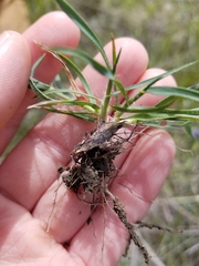 Aegilops triuncialis