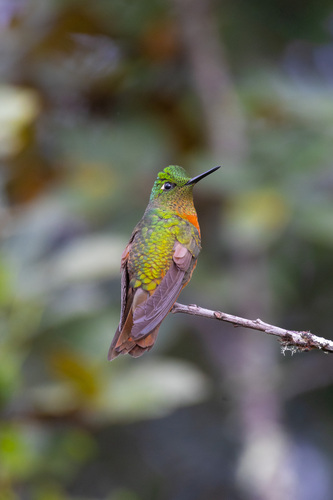Chestnut-breasted Coronet (Boissonneaua matthewsii), photo 5
