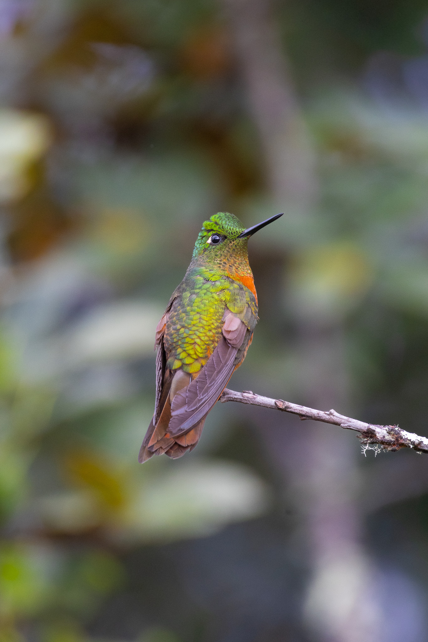 Chestnut-breasted Coronet (Boissonneaua matthewsii), photo 9