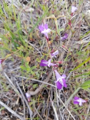 Collinsia sparsiflora