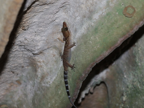 Cyrtodactylus zebraicus