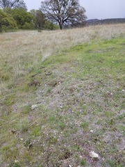 Collinsia sparsiflora