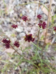 Lomatium hooveri