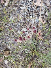 Lomatium hooveri